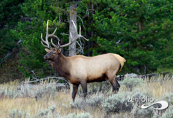 swan lake flats bull elk (12)