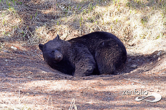 male black bear