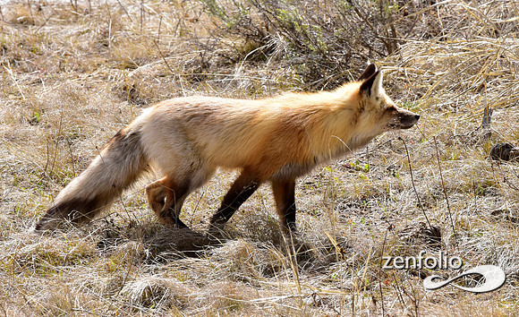 red fox (11)