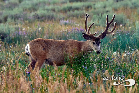 muley velvet buck (5)