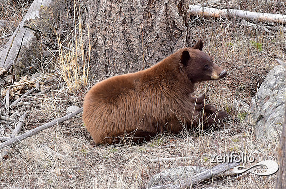 cinnamon bears (1)