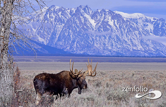 bull moose (99)