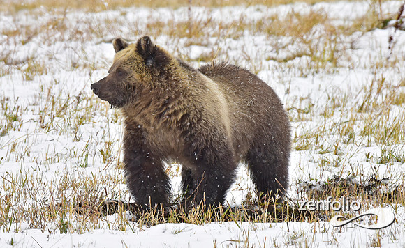 young grizzly bear (10)