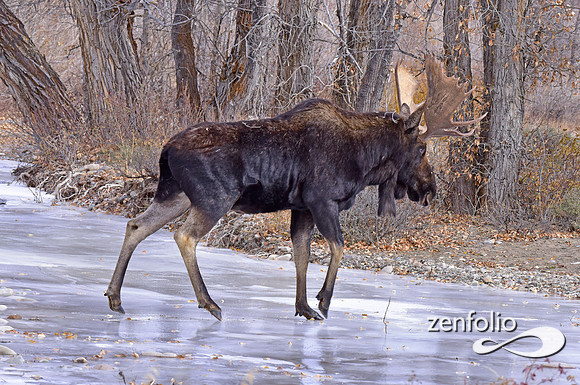 bull moose (154)