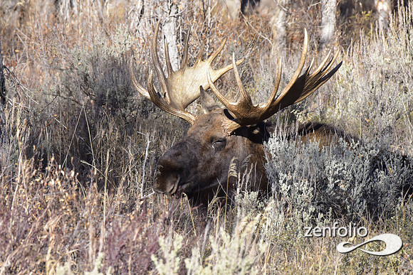 bull moose (51)