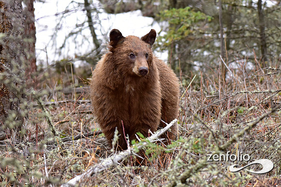 cinnamon bear (2)