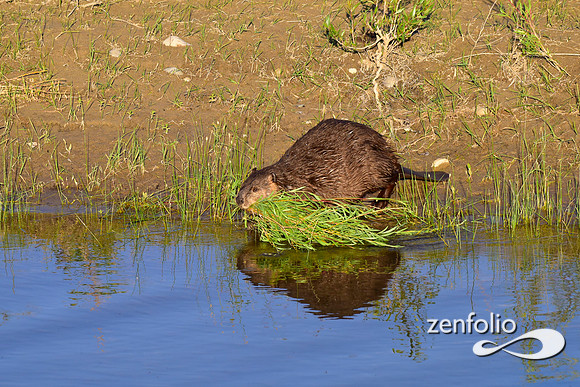 beavers (79)