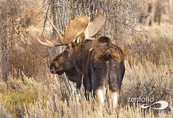 bull moose (14)
