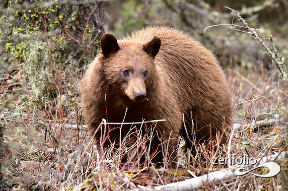 cinnamon bear (10)