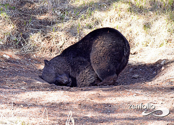 male black bear