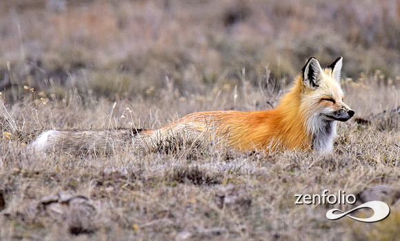 red fox (4)