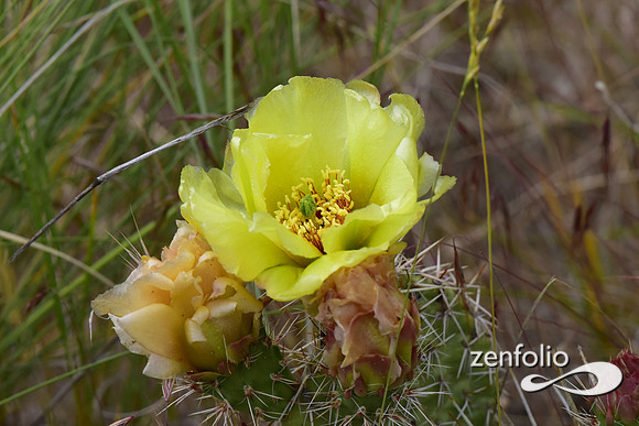 desert cactus flower
