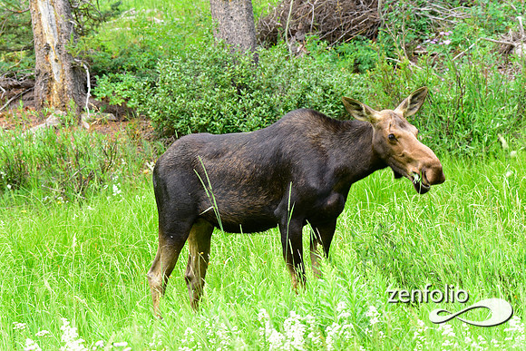moose.