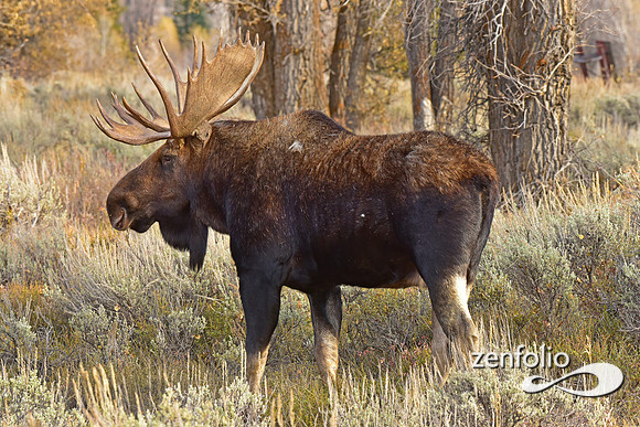 bull moose (9)