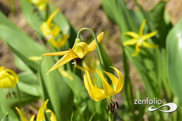 glacier lilly (2)