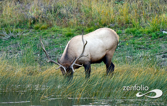 swan lake flats bull elk (7)