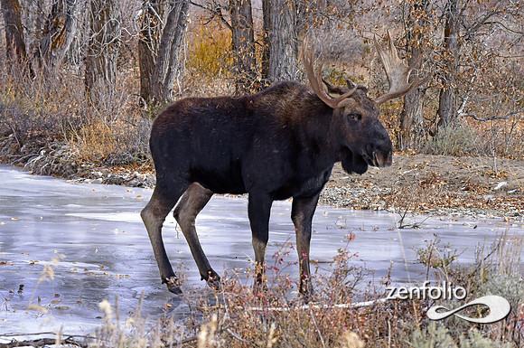 bull moose (120)