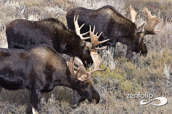 bull moose (196)