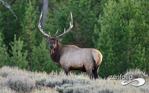 monster bull elk (26)