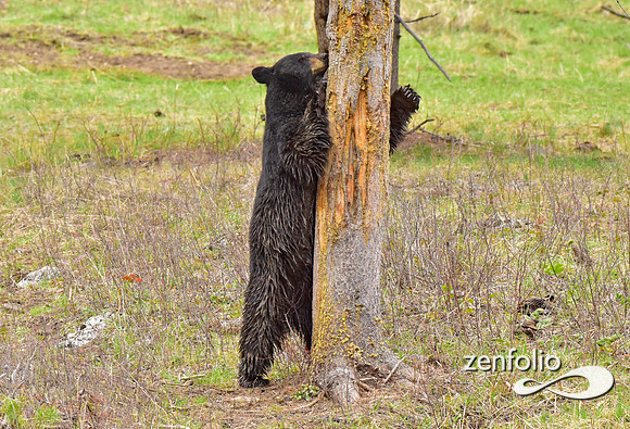 black bears (13)