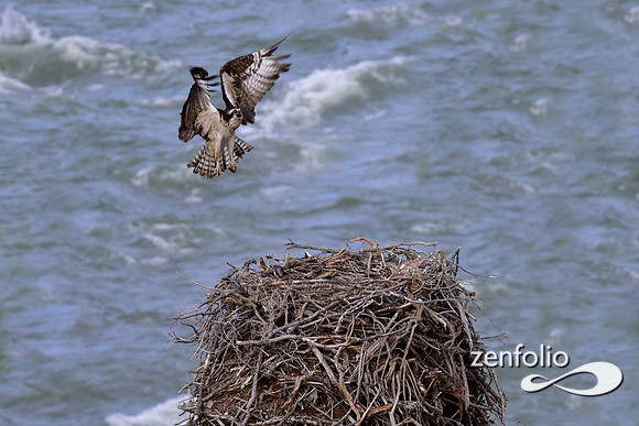 osprey nesting (1)