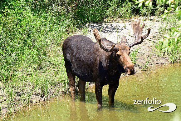 bull moose (7)