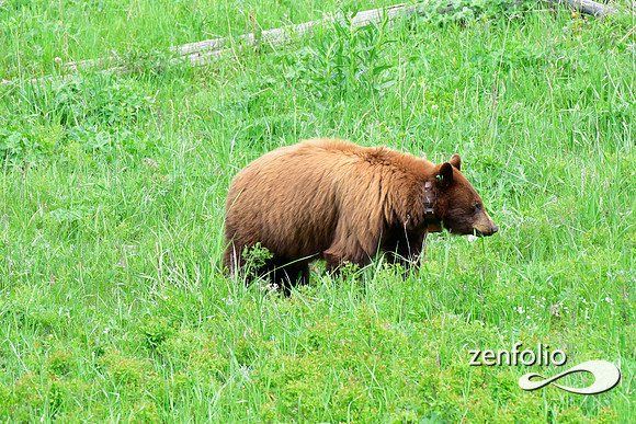 cinnamon bear