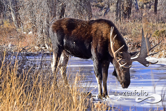 bull moose (63)