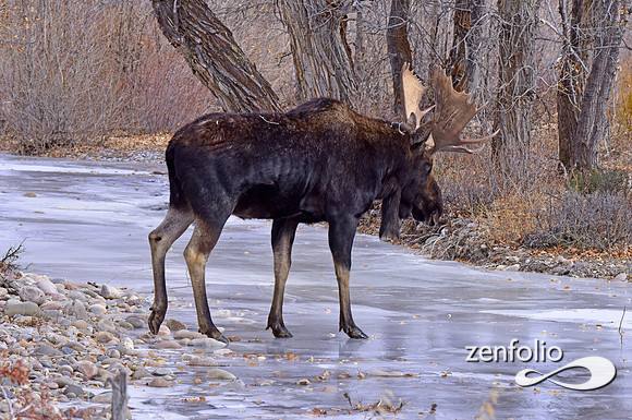 bull moose (140)