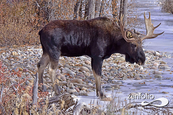 bull moose (116)