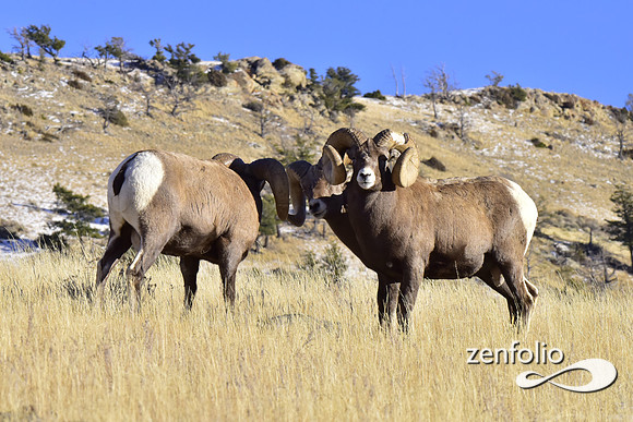 bighorn rams (6)