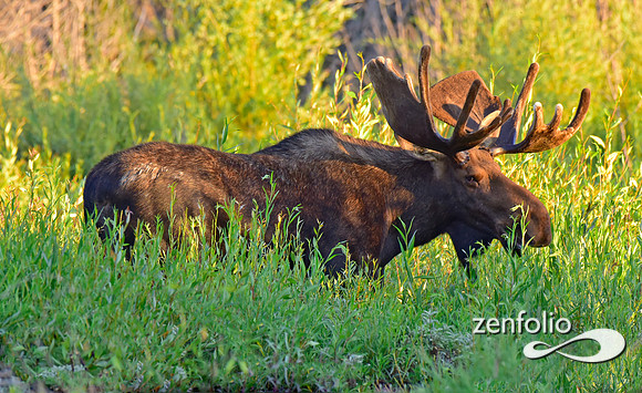 handsome bull moose (14)