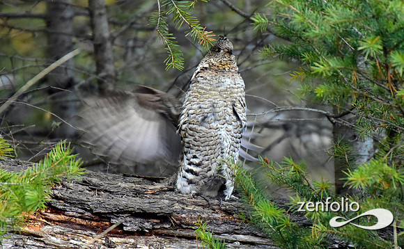 ruffed grouse (17)
