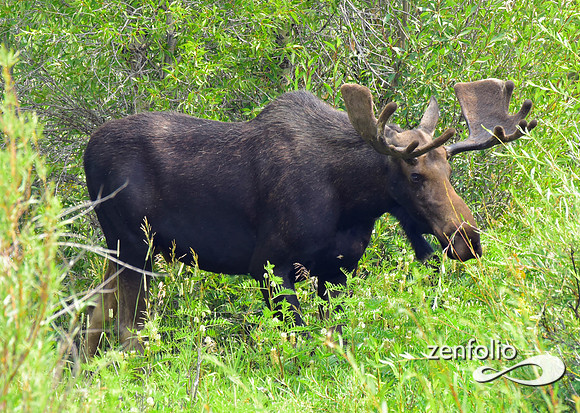 bull moose (20)