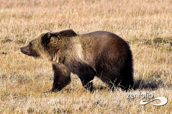 grizzly (5)