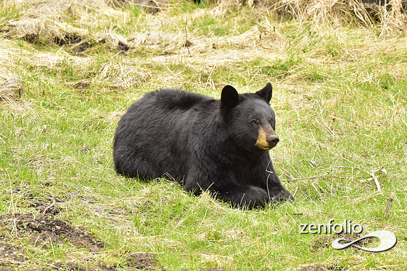 black bears (27)