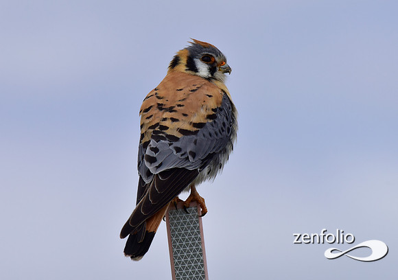 male kestrel (4)