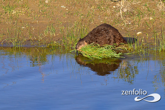 beavers (81)