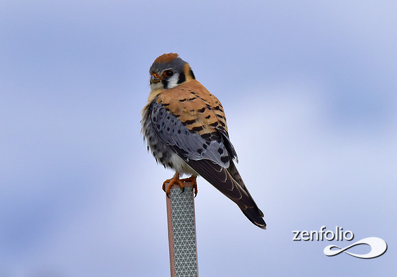 male kestrel (2)