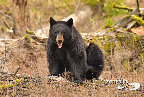 black bears (35)
