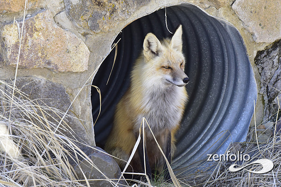 red fox