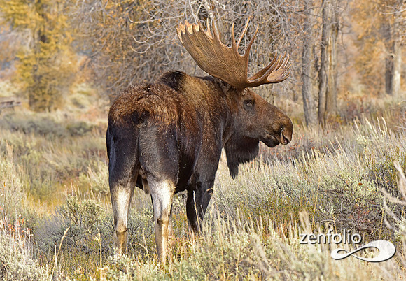 bull moose (10)