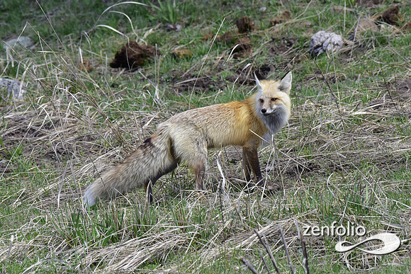 red fox