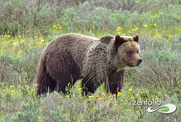 grizzly (4)