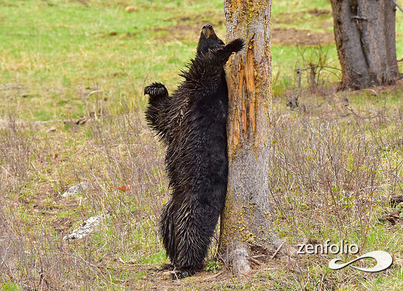 black bears (9)