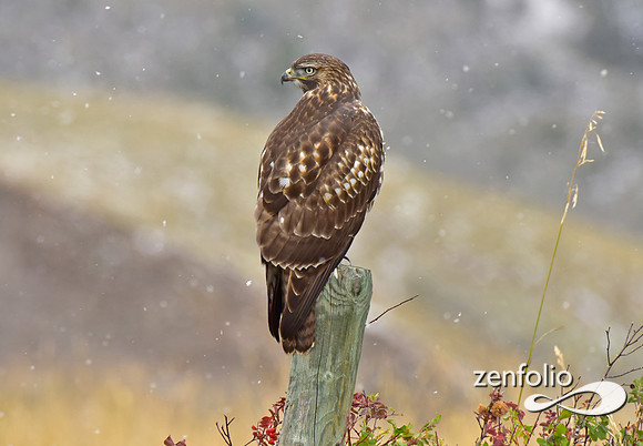 red tail hawk  (2)