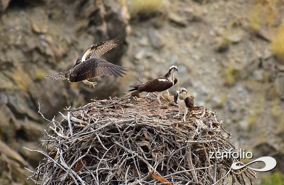 nesting ospreys (10)