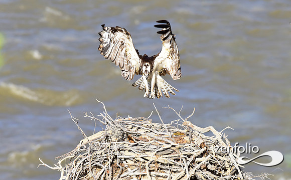 osprey landing on the nest.
