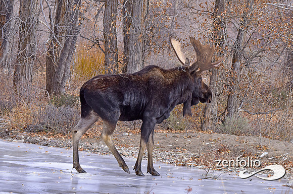 bull moose (157)
