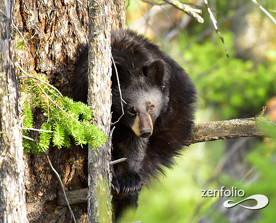 calcite spring black bears (112)